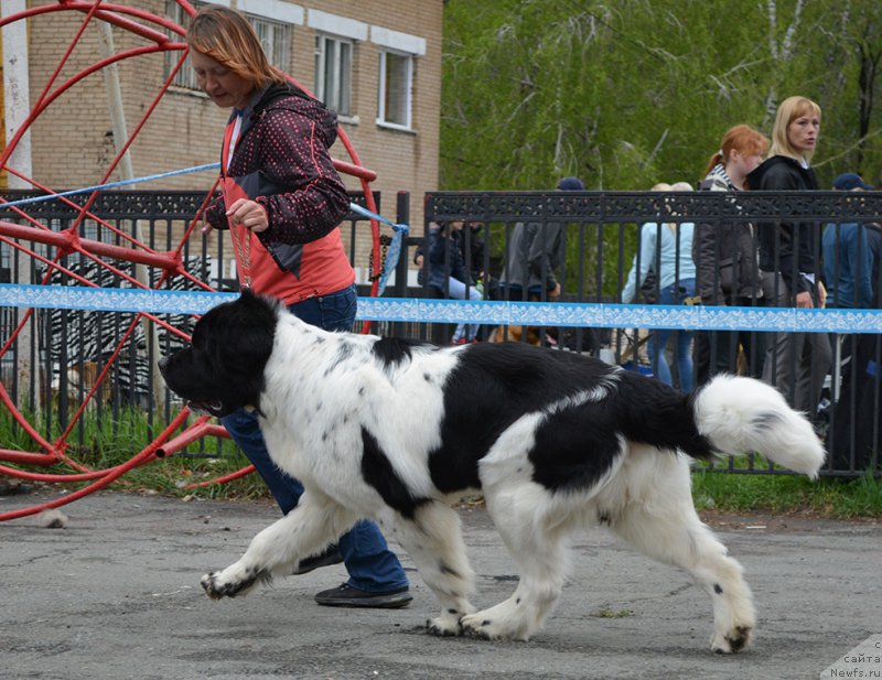 Фото: ньюфаундленд Маг Исполин Оптимус Прайм