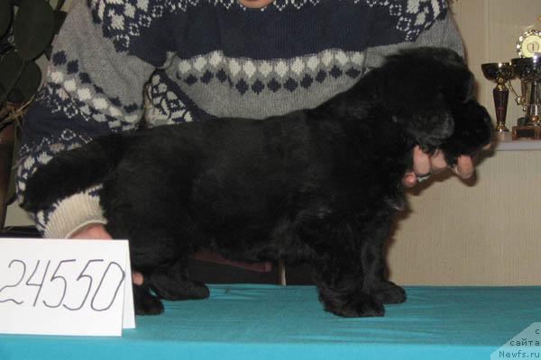 Фото: ньюфаундленд Искрящаяся Радость с Берега Дона