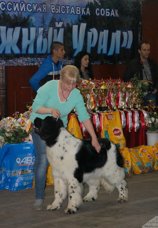 Фото: ньюфаундленд Маг Исполин Онега