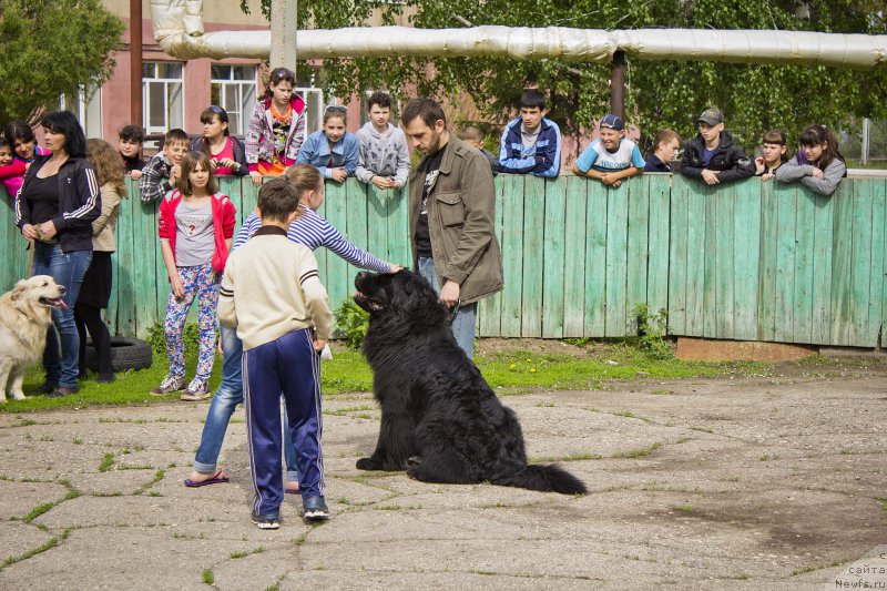 Фото: ньюфаундленд Львиное Сердце, Андрей Волков