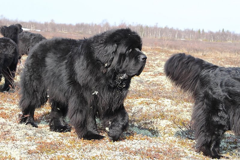 Фото: ньюфаундленд Бегущая по Волнам Зеро Коол