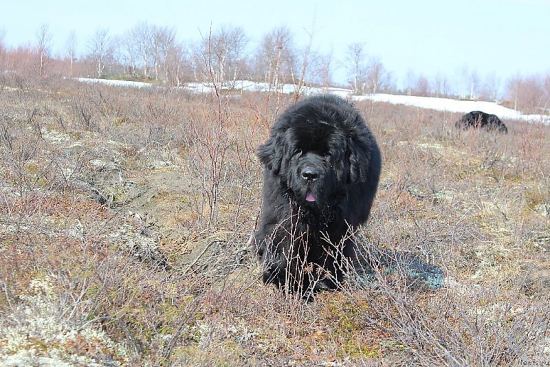 Фото: ньюфаундленд Бегущая по Волнам Зеро Коол