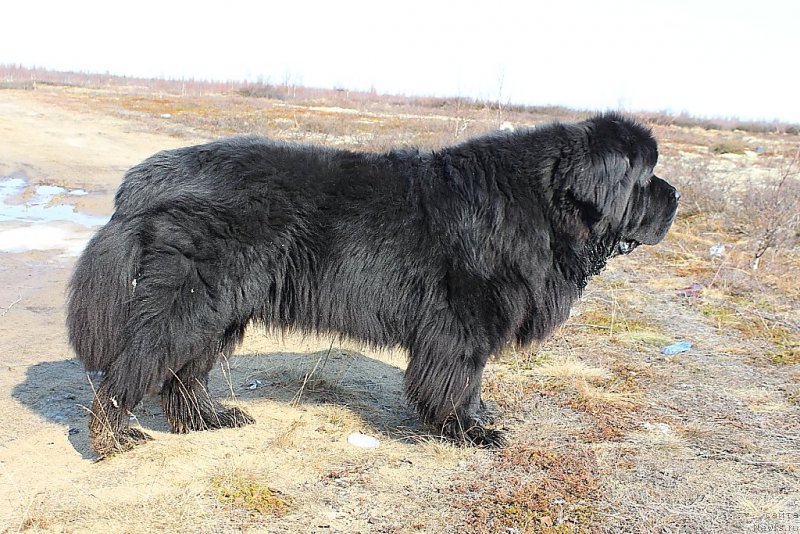 Фото: ньюфаундленд Бегущая по Волнам Зеро Коол