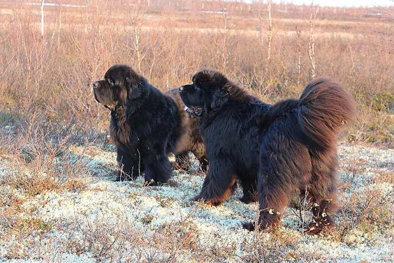 Фото: ньюфаундленд Бегущая по Волнам Зеро Коол, ньюфаундленд King of Helluland You Shock Me