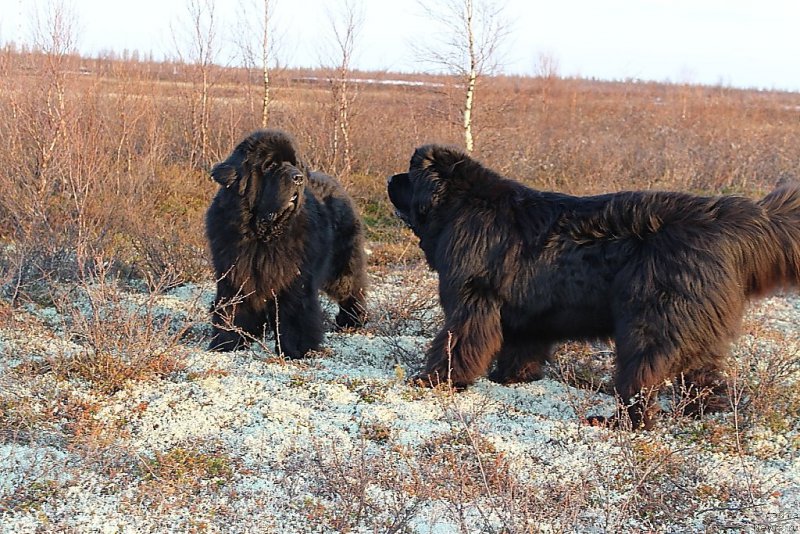 Фото: ньюфаундленд Бегущая по Волнам Зеро Коол, ньюфаундленд King of Helluland You Shock Me