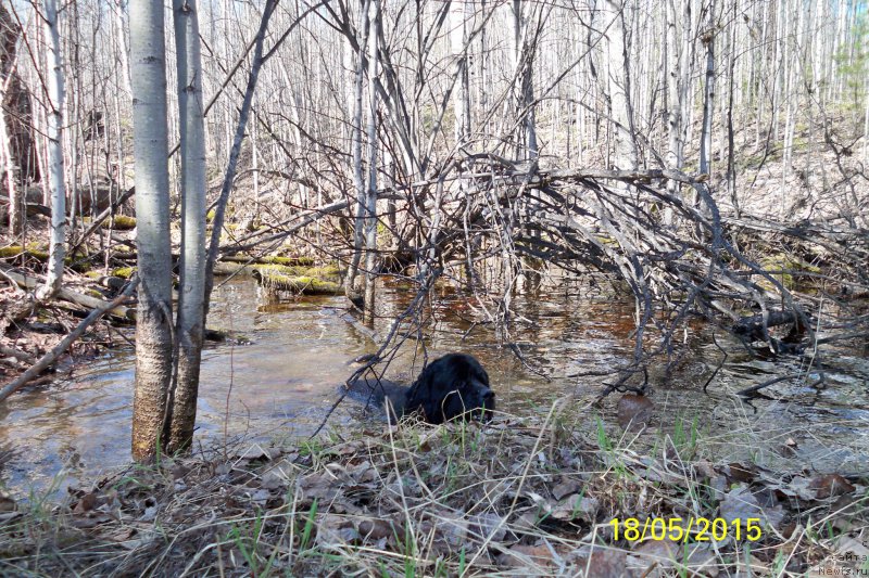 Фото: ньюфаундленд Смигар Волна Успеха
