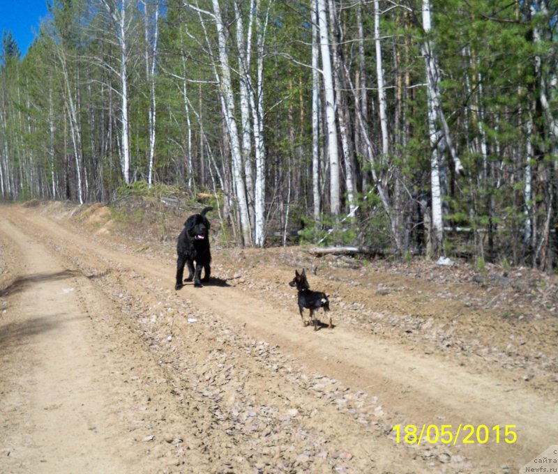 Фото: ньюфаундленд Смигар Волна Успеха