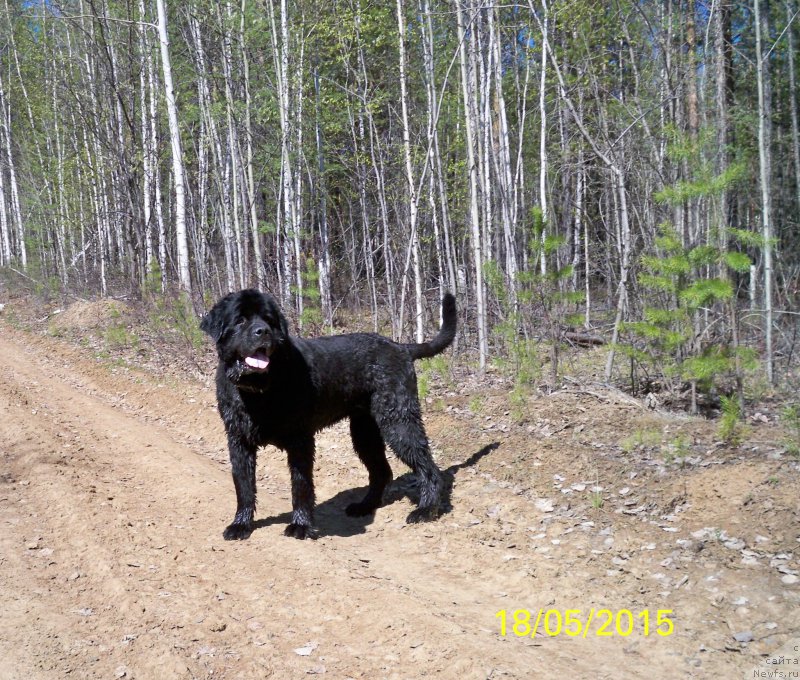 Фото: ньюфаундленд Смигар Волна Успеха