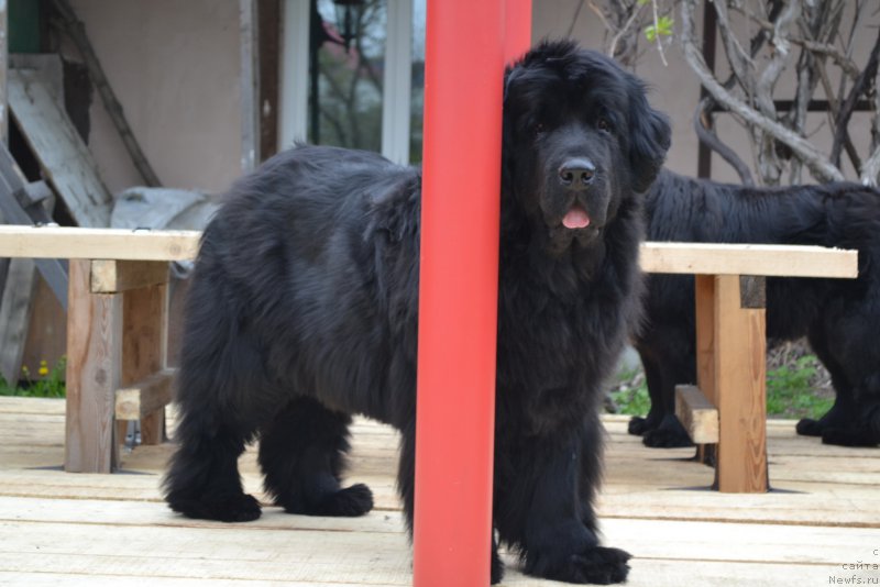 Фото: ньюфаундленд I'm Little Princess Midnight Bear