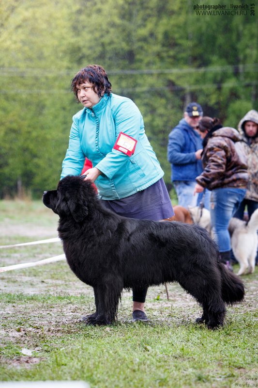 Фото: ньюфаундленд Лунная Соната Для Елены Гранд Бэби