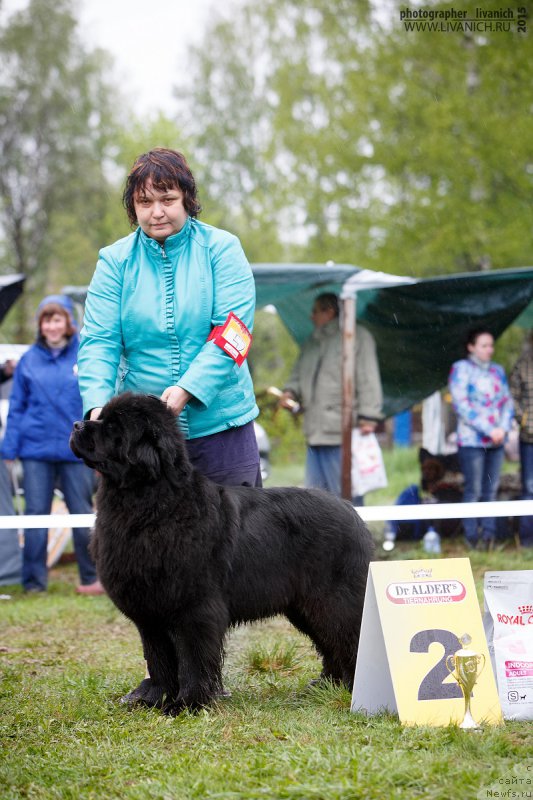 Фото: ньюфаундленд Лунная Соната Для Елены Гранд Бэби