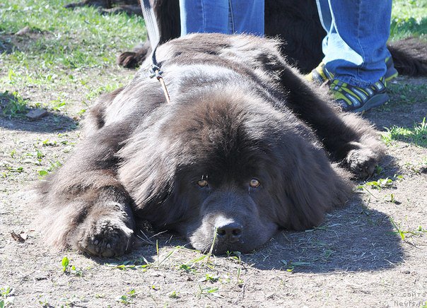 Фото: ньюфаундленд Мелти Вейв Марин Тифея (Melty Wave Marine Tifeya)