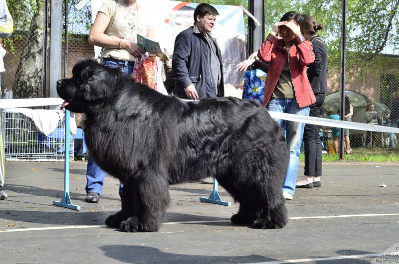 Фото: ньюфаундленд Ньюфорт Шум Прибоя
