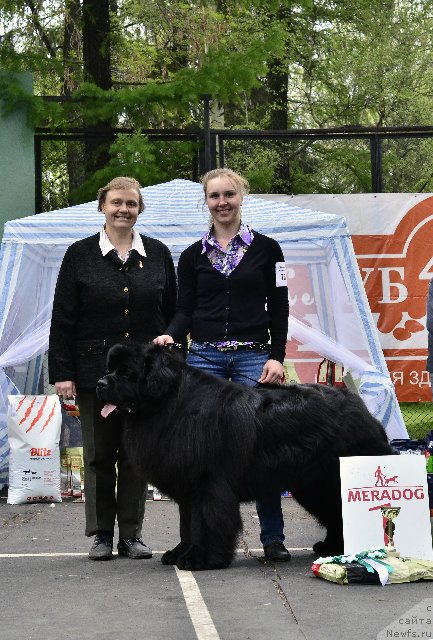 Фото: ньюфаундленд Ньюфорт Шум Прибоя, Ольга Иванова