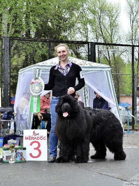 Фото: ньюфаундленд Ньюфорт Шум Прибоя, Ольга Иванова