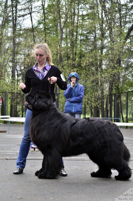 Фото: ньюфаундленд Ньюфорт Шум Прибоя, Ольга Иванова