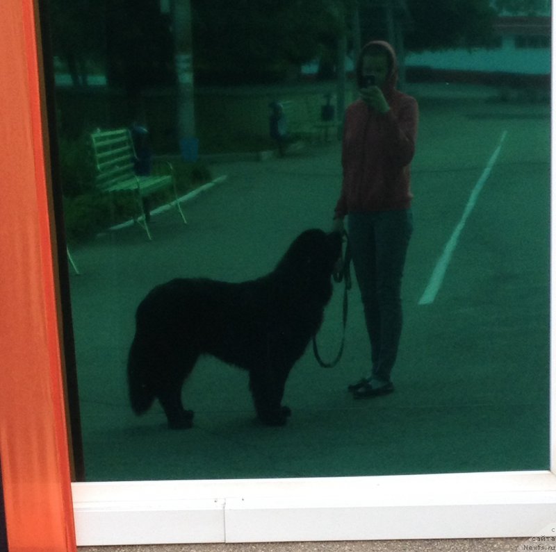 Фото: ньюфаундленд Басня с Берега Дона (Basnja s Berega Dona), Татьяна Агишева