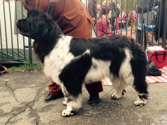 Фото: ньюфаундленд Ньюфорт Элисс