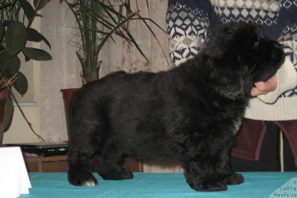 Фото: ньюфаундленд Идеальный Парень с Берега Дона