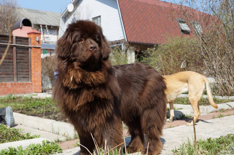 Фото: ньюфаундленд Кипер Соул Перфект Виктори