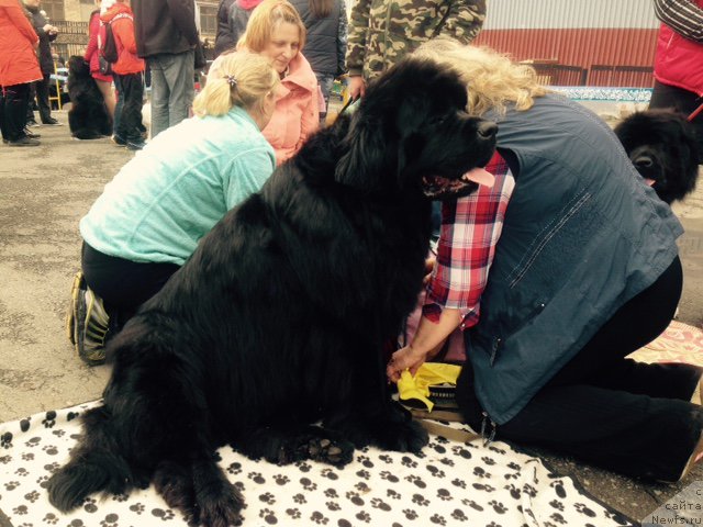 Фото: ньюфаундленд Ньюфорт Царица Ночи