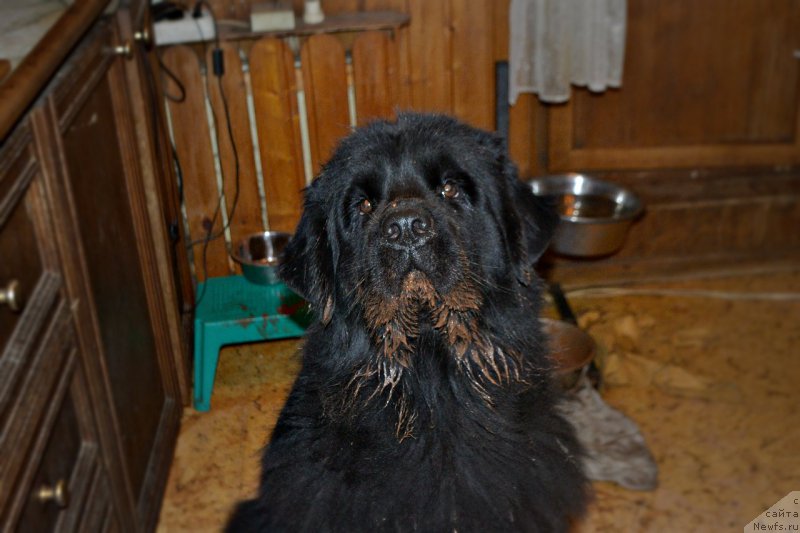 Фото: ньюфаундленд Лепесток Лилии