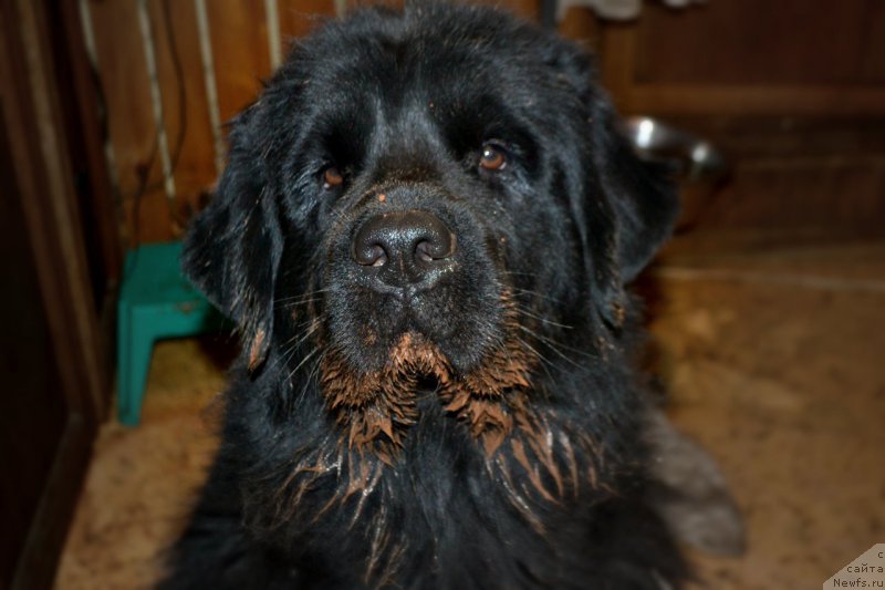 Фото: ньюфаундленд Лепесток Лилии