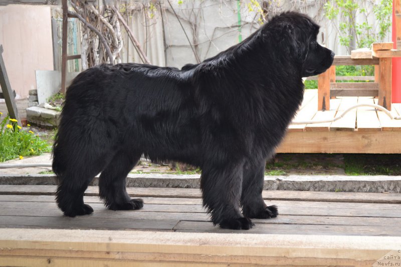 Фото: ньюфаундленд Талисман Моря Магия Волн