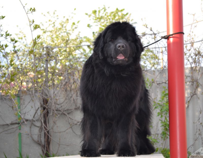 Фото: ньюфаундленд Талисман Моря Магия Волн