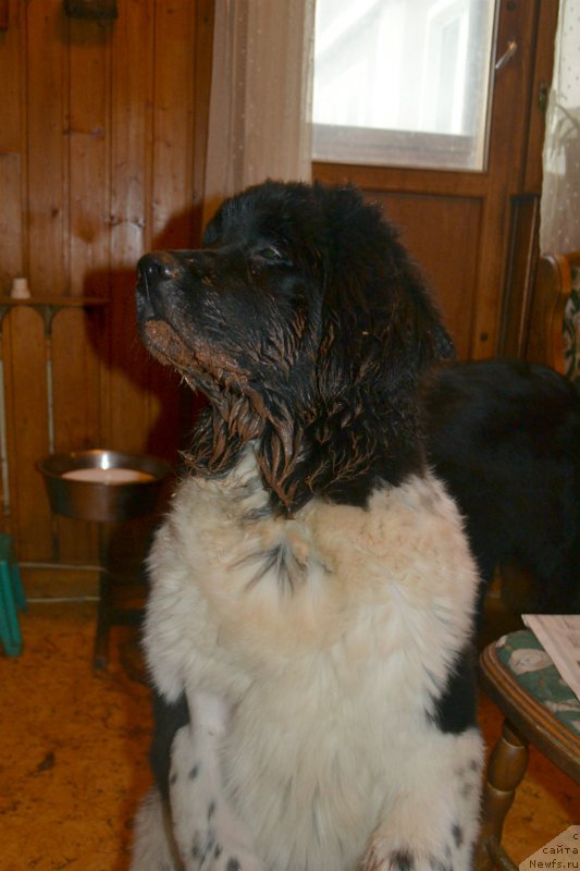 Фото: ньюфаундленд Сент Джонс Прима де Феролли