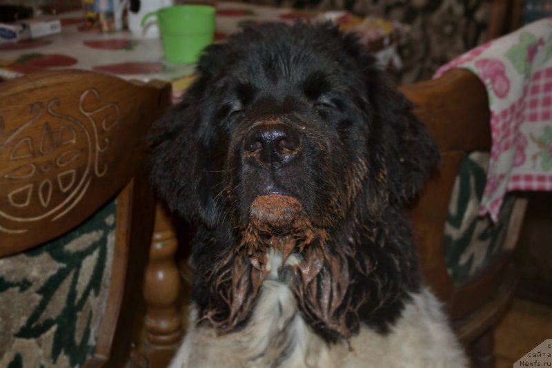 Фото: ньюфаундленд Сент Джонс Прима де Феролли