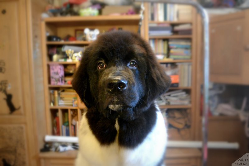 Фото: ньюфаундленд Сент Джонс Прима де Феролли