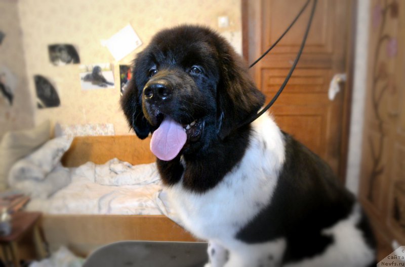 Фото: ньюфаундленд Сент Джонс Прима де Феролли