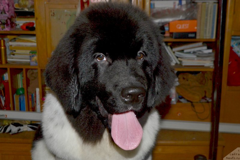 Фото: ньюфаундленд Сент Джонс Прима де Феролли