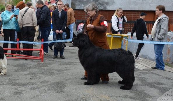 Фото: ньюфаундленд Ньюфорт Царица Ночи, Надежда Ермилова