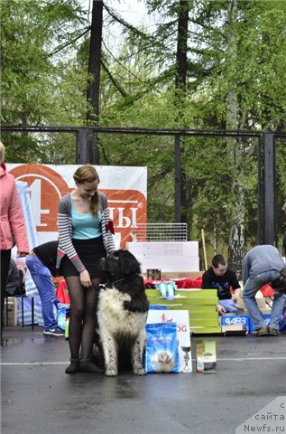 Фото: ньюфаундленд Кипер Соул Нью Стар (Keeper Soul New Star)