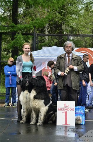 Фото: ньюфаундленд Кипер Соул Нью Стар (Keeper Soul New Star), ньюфаундленд Кипер Соул Ноу Даут Бэст (Keeper Soul Nou Daut Best)