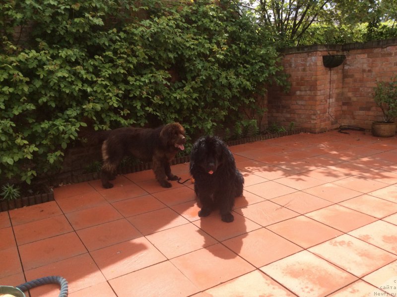 Фото: ньюфаундленд Seashanty First Admiral, ньюфаундленд Нобл Кинг Май Лорд Симба