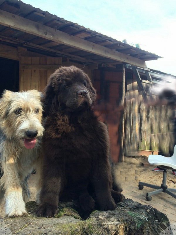 Фото: ньюфаундленд Ньюфорт Вивиан