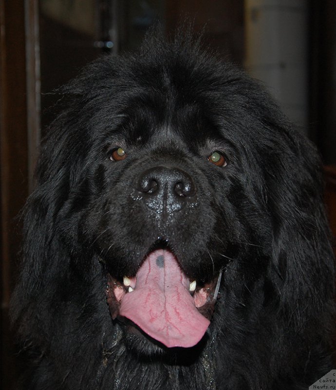 Фото: ньюфаундленд Маг Исполин Ника Фор Злат Консталекс