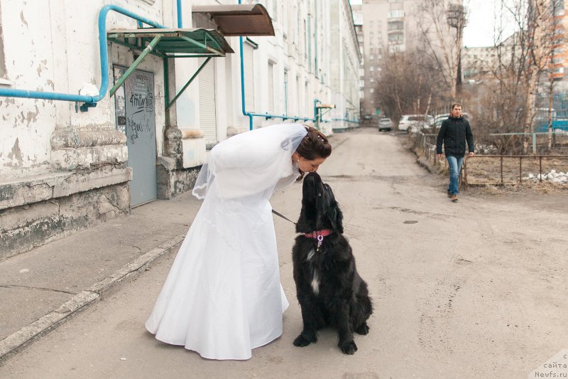 Фото: ньюфаундленд Питерньюф Нота Бене (Piternyuf Nota Bene), Екатерина Зайцева