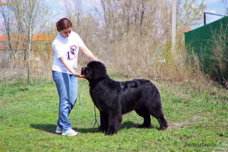Фото: ньюфаундленд Бегущая по Волнам Чойс оф Фибоначчи (Begushaya po Volnam Choice of Fibonacci), Светлана Самарцева