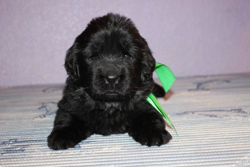 Фотография № 181973