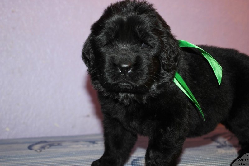 Фотография № 181975