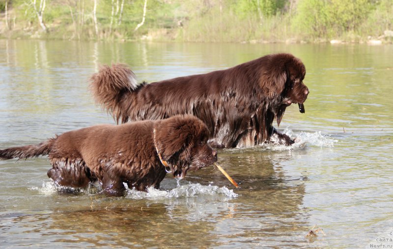 Фото: ньюфаундленд Обуш Шед Янтарный Поцелуй, ньюфаундленд Ньюфорт Ваше Величество Брабус