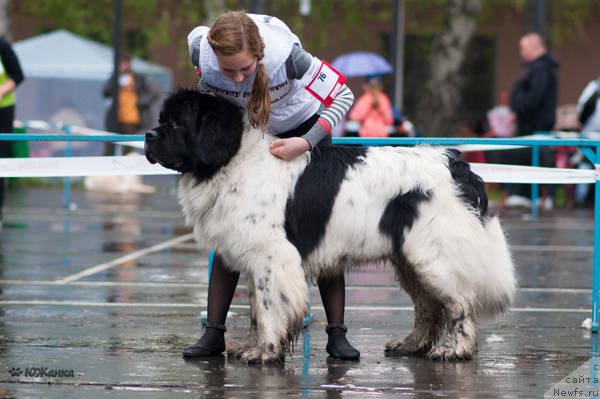 Фото: ньюфаундленд Кипер Соул Ноу Даут Бэст (Keeper Soul Nou Daut Best)