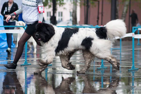 Фото: ньюфаундленд Кипер Соул Ноу Даут Бэст (Keeper Soul Nou Daut Best)