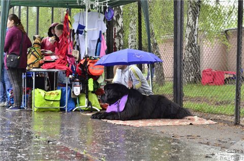 Фото: ньюфаундленд Ньюфорт Шум Прибоя