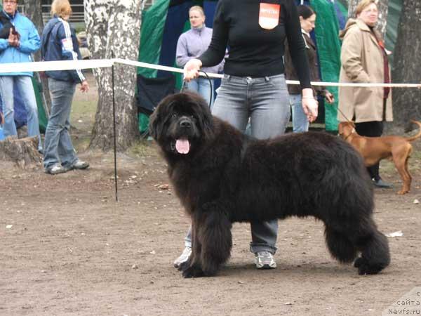 Фото: ньюфаундленд Плюшевая Панда Борислав (Plushevaya Panda Borislav)