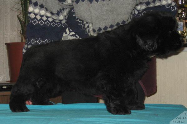 Фото: ньюфаундленд Избранница Судьбы с Берега Дона (Izbrannitsa Sudby s Berega Dona)